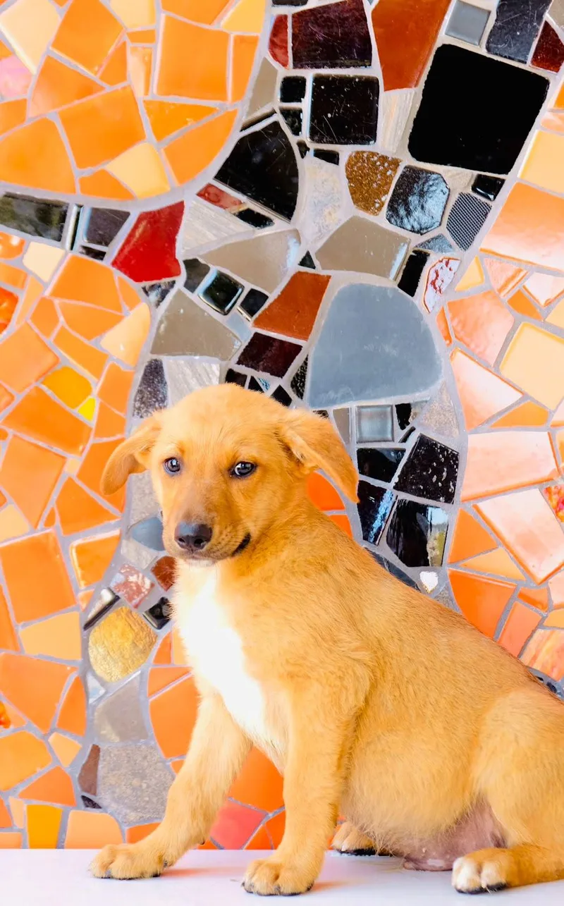 A baby medium-sized male Collie dog named Argentina Pup—Santa Fe for adoption in San Diego, CA