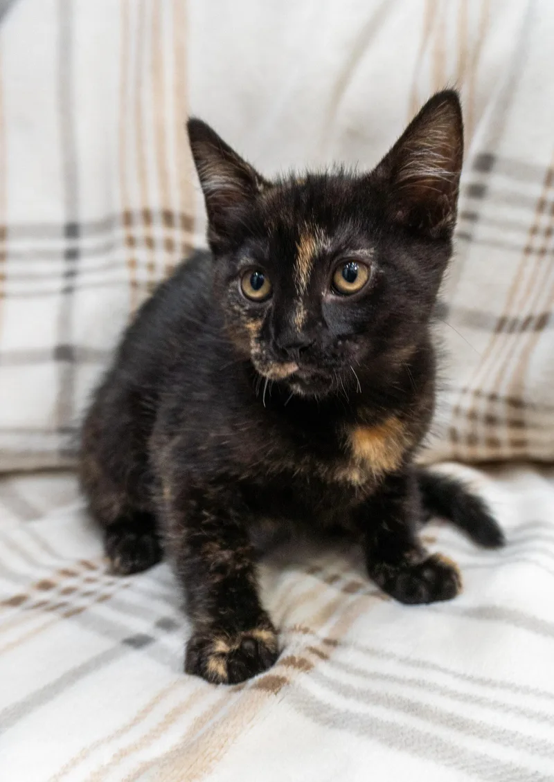 A baby small-sized female Tortoiseshell Domestic Short Hair cat named Holly & Hope for adoption in Encinitas, CA