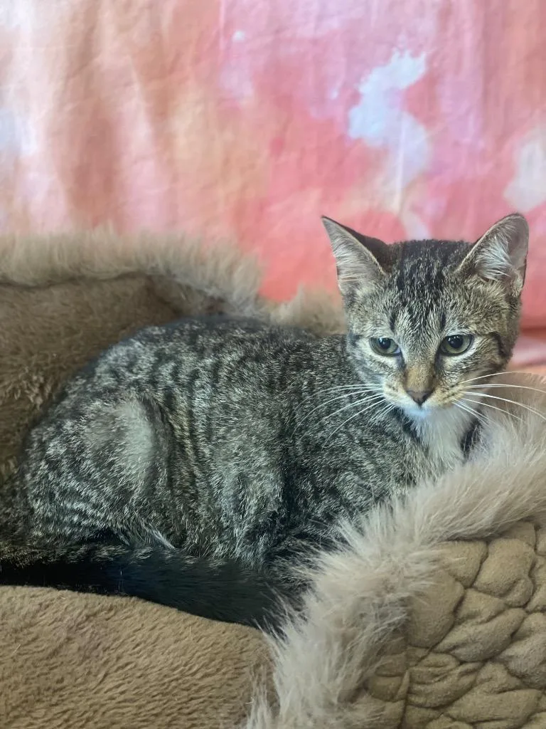 A baby medium-sized female Domestic Short Hair cat named Taco for adoption in Wintersville, OH