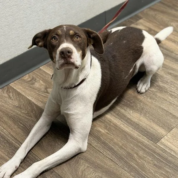 A young medium-sized male Boxer dog named Ziggy for adoption in San Diego, CA