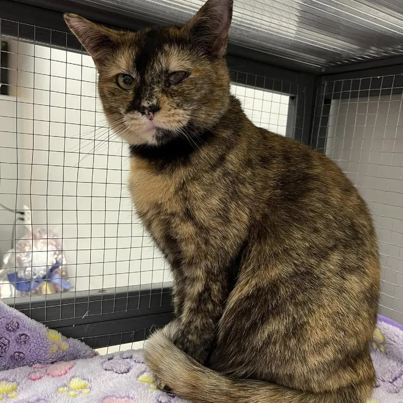 An adult medium-sized female Tortoiseshell Domestic Short Hair cat named Sioux for adoption in Hamburg, NY