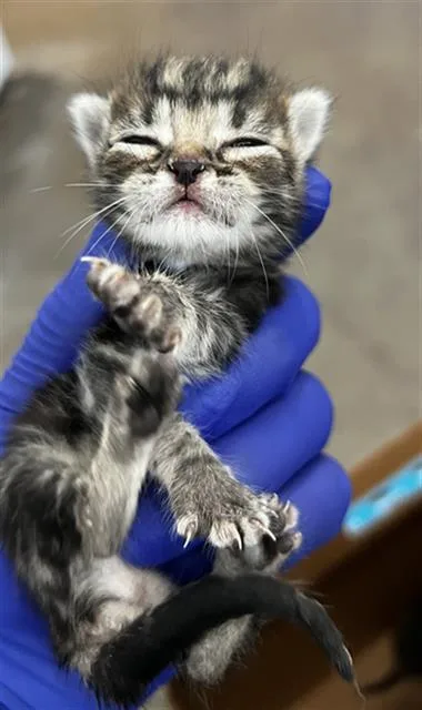 A baby medium-sized male Domestic Medium Hair cat named Larry for adoption in Dallas, TX