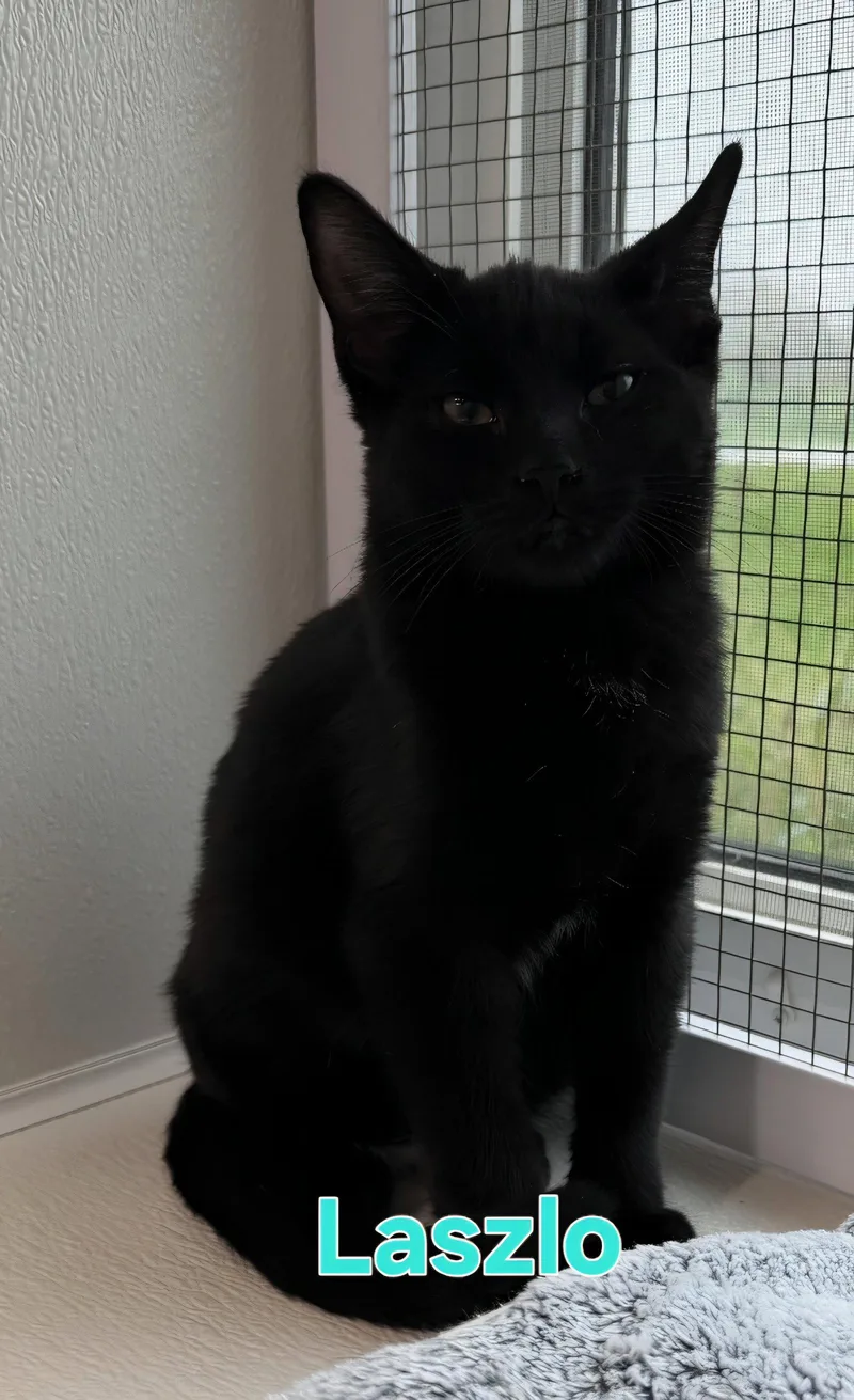A young medium-sized male Black Domestic Short Hair cat named Laszlo for adoption in Williamsburg, IA