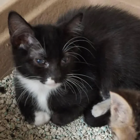 A baby small-sized female Black Domestic Short Hair cat named Pia for adoption in Houston, TX
