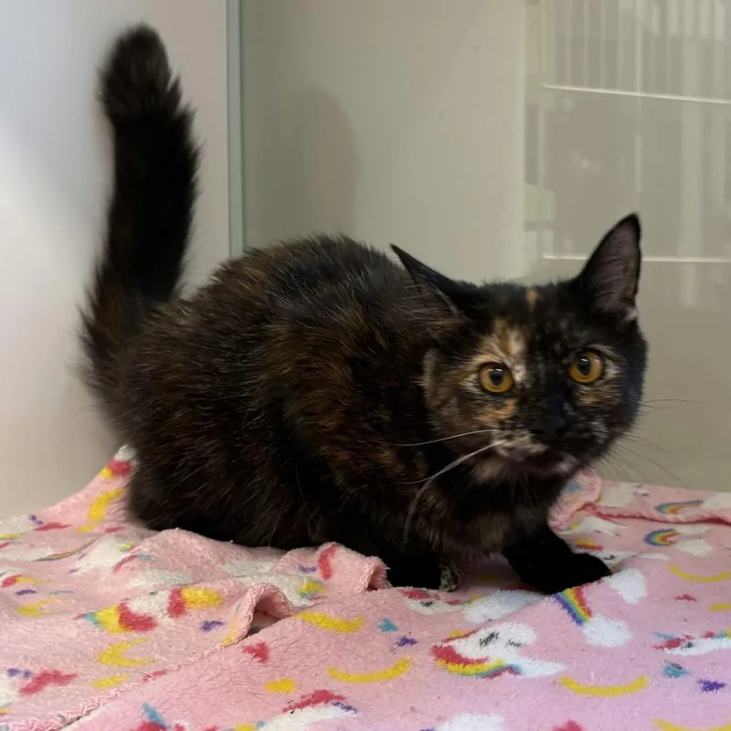 A young medium-sized female Black Domestic Medium Hair cat named Jazzy for adoption in Beaumont, TX
