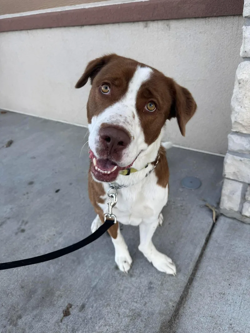 A young medium-sized male Brown / Chocolate Border Collie dog named Oliver for adoption in Manhattan, KS