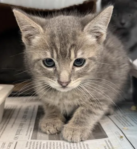 A baby small-sized male Domestic Short Hair cat named Lashawn for adoption in Los Angeles, CA