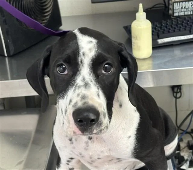 A baby small-sized male Bluetick Coonhound dog named Sherlock Bones for adoption in San Bernardino, CA