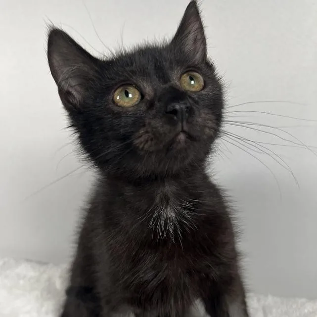 A baby small-sized female Black Domestic Short Hair cat named Jolene for adoption in Johnson City, TN