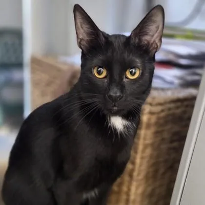 An adult small-sized male Domestic Short Hair cat named Anubis for adoption in Voorhees, NJ