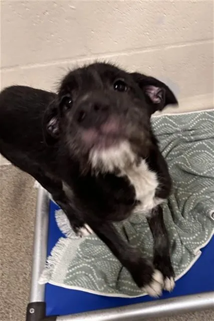 A baby medium-sized male Labrador Retriever dog named Ricky for adoption in Fort Myers, FL