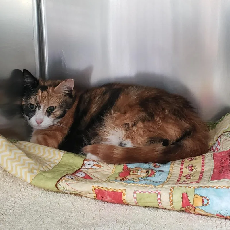 A young medium-sized female Calico Domestic Short Hair cat named Carrot Cake for adoption in Charlottesville, VA