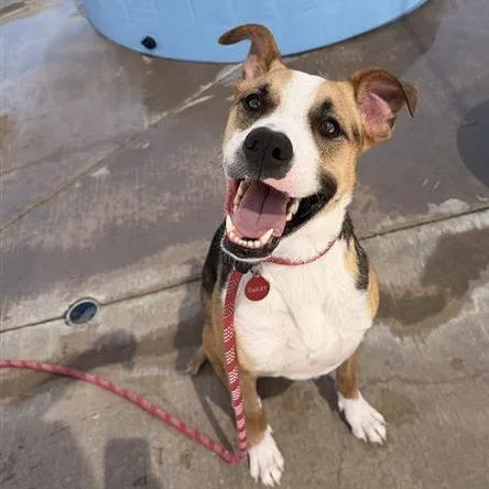 An adult medium-sized male Mixed Breed dog named Jax for adoption in Phoenix, AZ