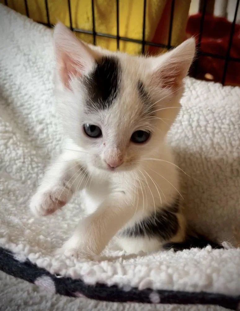 A baby small-sized female Black & White / Tuxedo Domestic Short Hair cat named Rose for adoption in Chalfont, PA