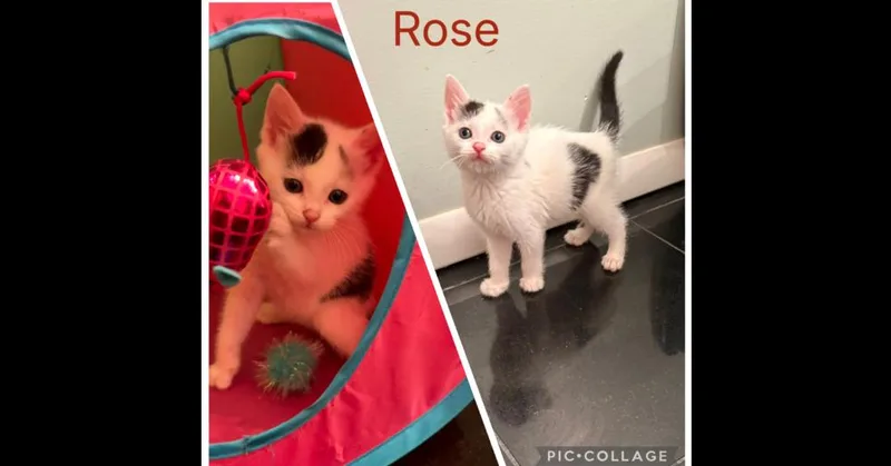 Rose thumbnail 5