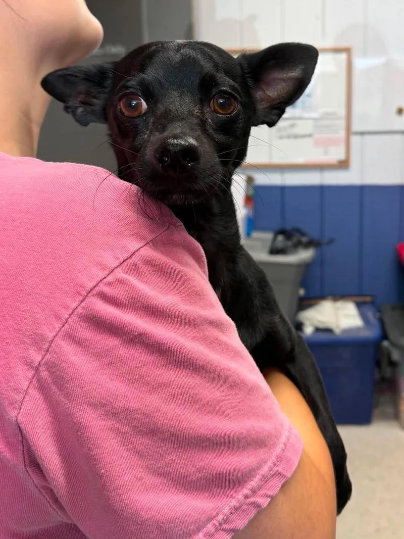 An adult small-sized male Mixed Breed dog named Clifford for adoption in Leitchfield, KY
