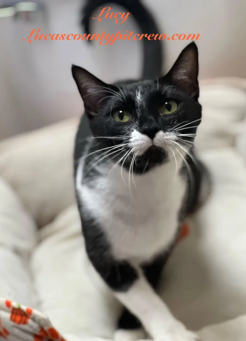 A young medium-sized female Black & White / Tuxedo Tuxedo cat named Lucy for adoption in Toledo, OH