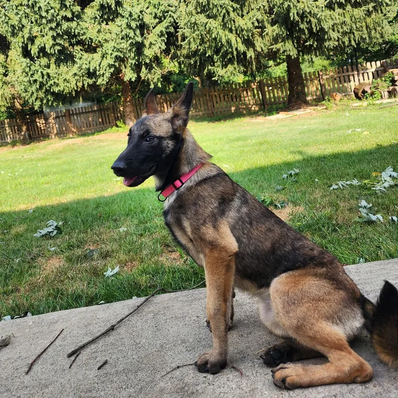 A young large-sized female Belgian Shepherd / Malinois dog named Marley for adoption in Cincinnati, OH