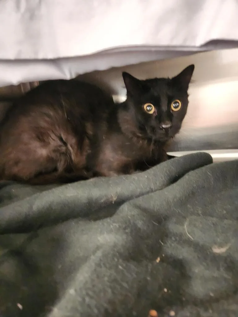 A young large-sized male Domestic Short Hair cat named General Chaos for adoption in Grand Forks, ND