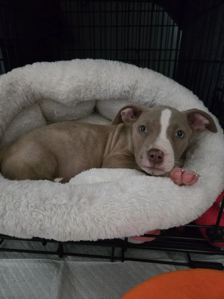 A baby medium-sized male Tricolor (Brown, Black, & White) Mixed Breed dog named Huey for adoption in Clinton Township, MI