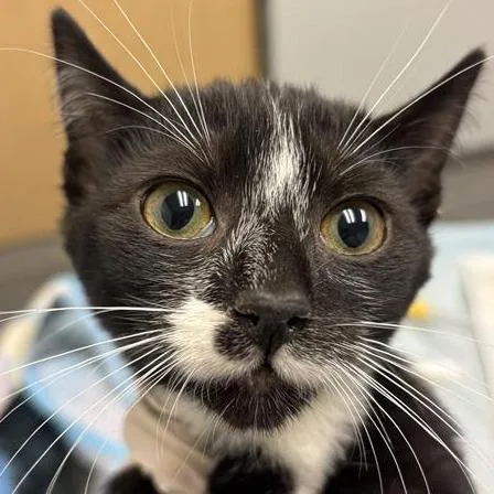 A baby small-sized male Black Domestic Short Hair cat named Pleebins for adoption in Jacksonville, FL