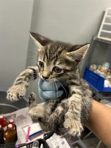 A baby small-sized female Domestic Short Hair cat named Saucy Sauce for adoption in San Martin, CA