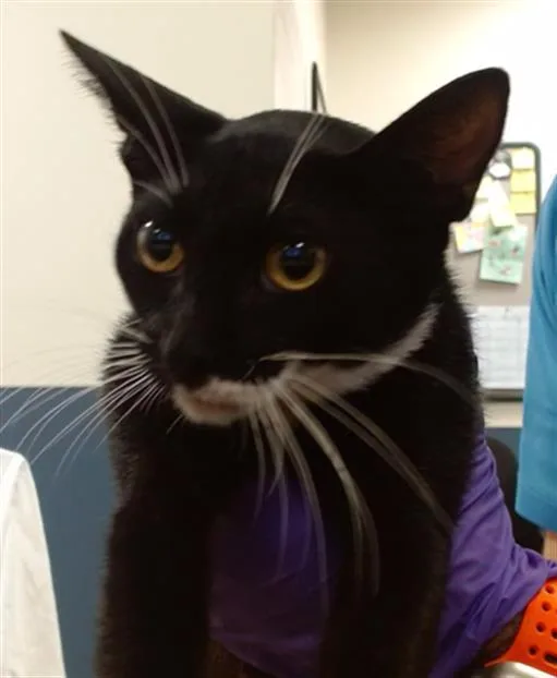 A young small-sized female Domestic Short Hair cat named Sara Bellum for adoption in Miami, FL