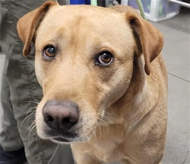 A young large-sized male Labrador Retriever dog named Logan for adoption in Tucson, AZ