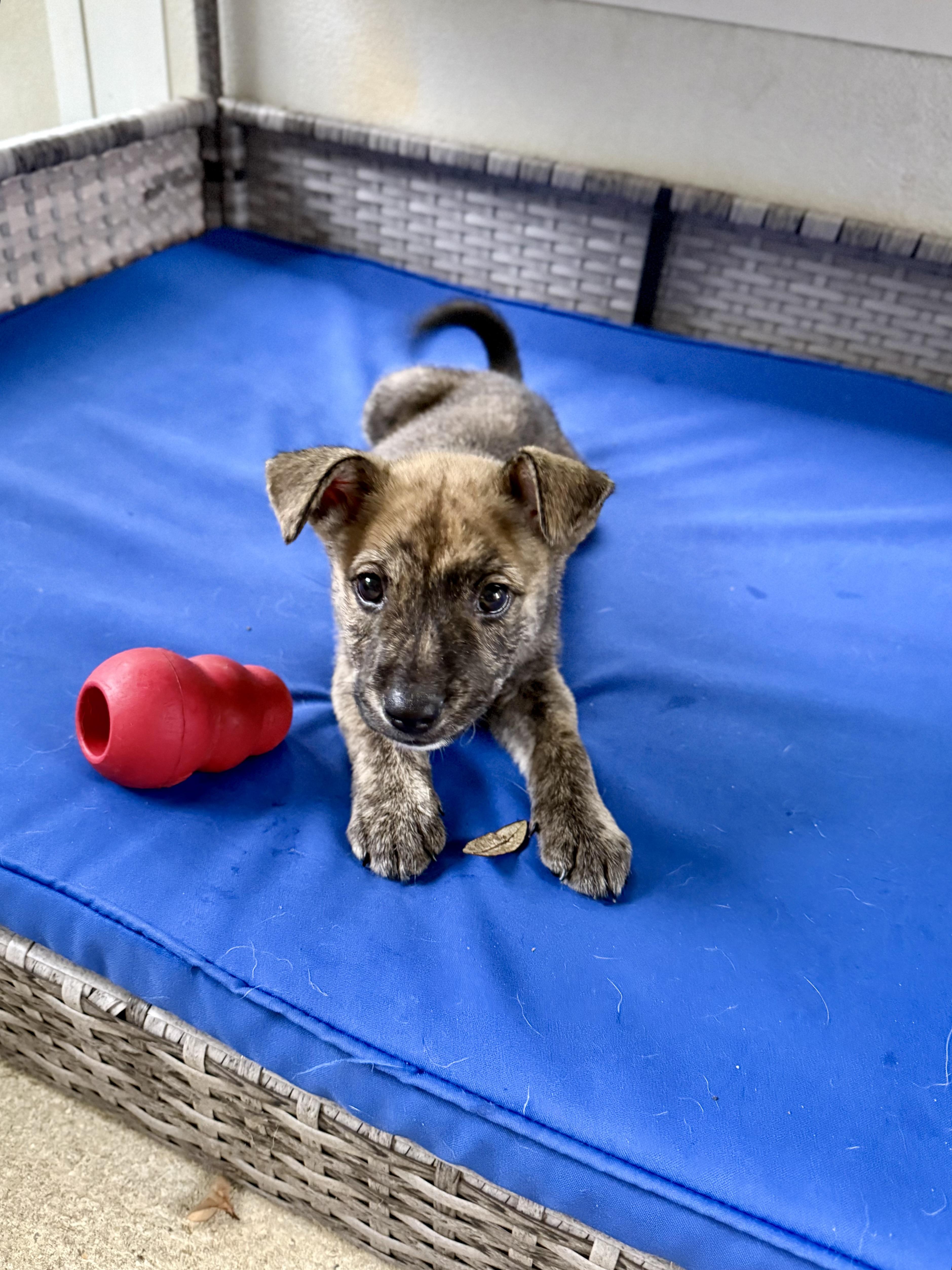 A baby medium-sized male Shepherd dog named Rukus for adoption in Milton, FL