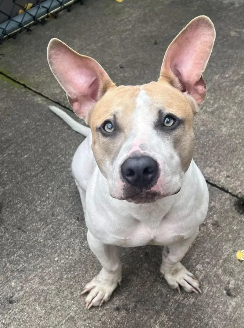 An adult medium-sized female White / Cream Pit Bull Terrier dog named Archie for adoption in Chicago, IL