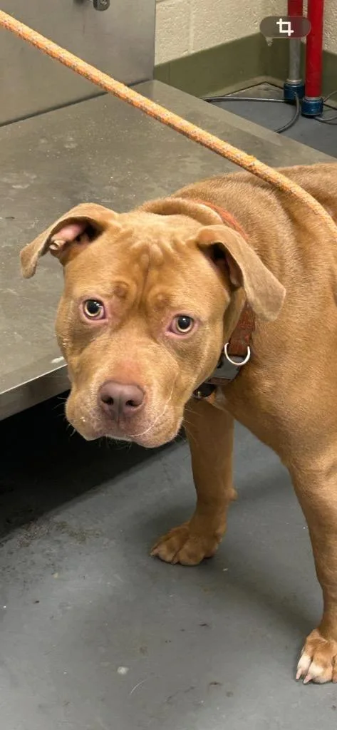A young large-sized female Pit Bull Terrier dog named Meredith for adoption in Winder, GA