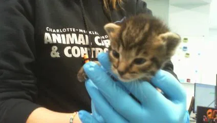 A baby small-sized male Domestic Short Hair cat named Kelp for adoption in Charlotte, NC