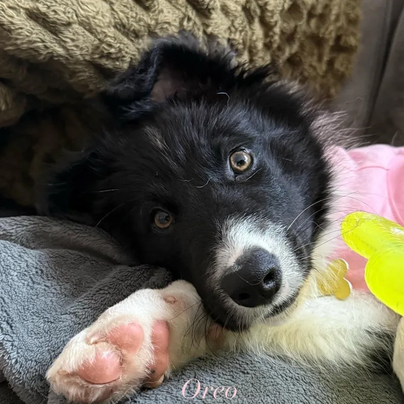 A baby small-sized female Black Border Collie dog named Oreo for adoption in San Diego, CA