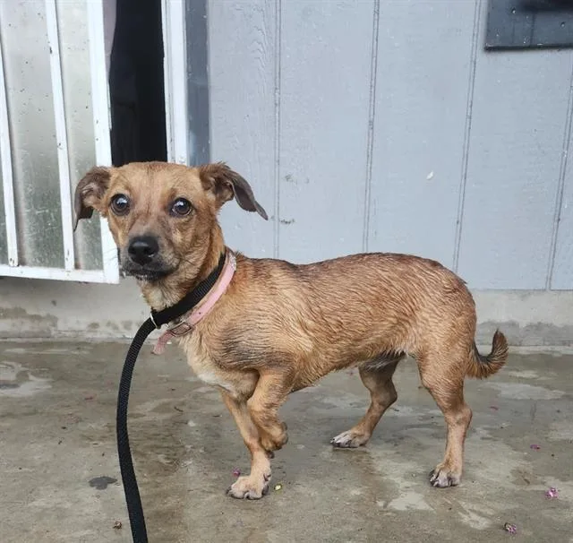 A young small-sized female Terrier dog named Lilly for adoption in San Antonio, TX
