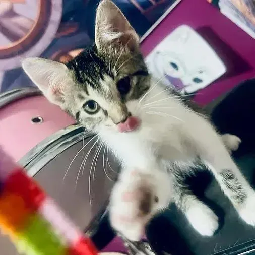 A baby small-sized female Domestic Short Hair cat named Clarice for adoption in Albuquerque, NM