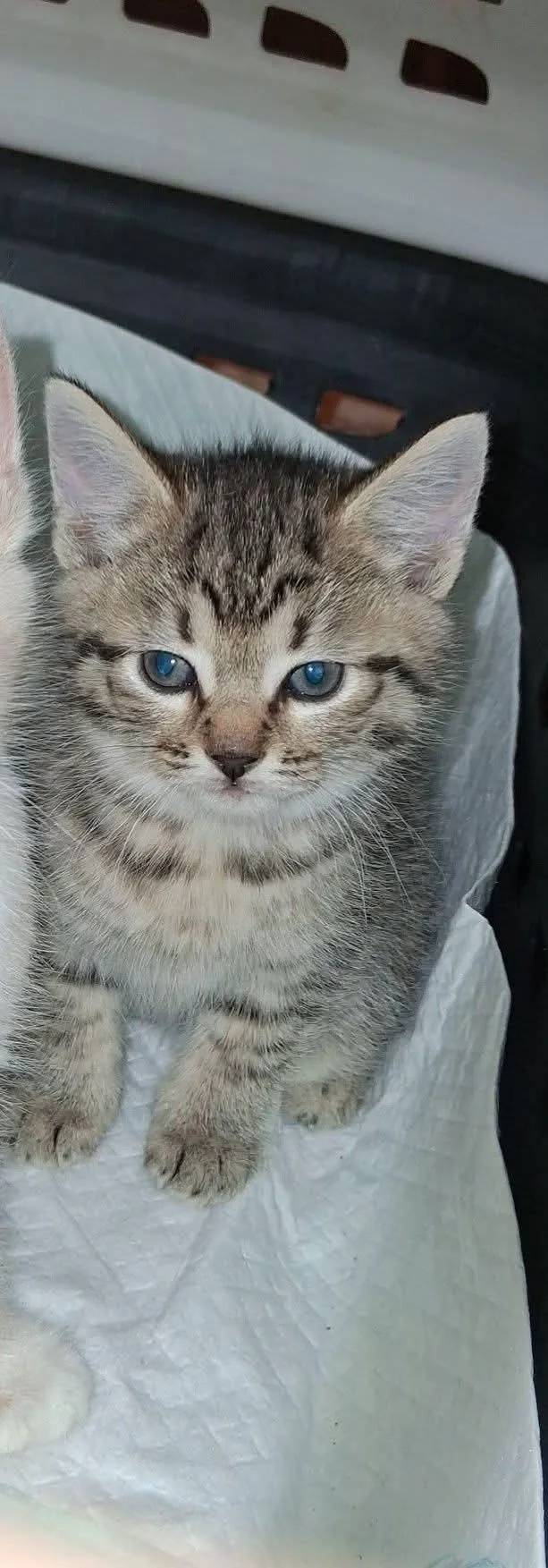 A baby medium-sized female Tabby (Brown / Chocolate) American Shorthair cat named Ginny for adoption in Brownsville, PA