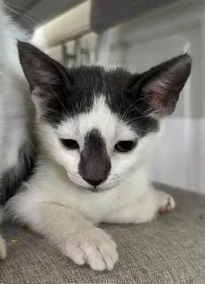 A baby small-sized female Domestic Short Hair cat named Hannah for adoption in San Bernardino, CA