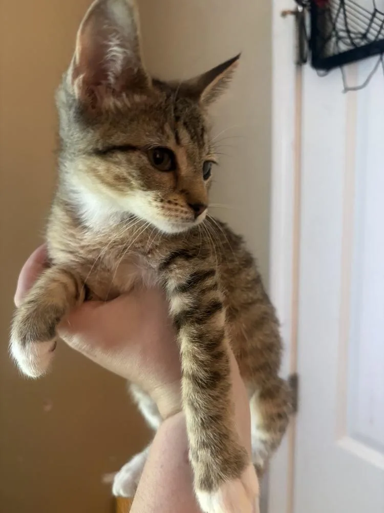 A baby small-sized male Domestic Short Hair cat named Side Car for adoption in Palatine, IL