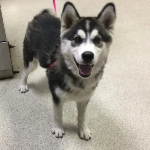 A young medium-sized female Siberian Husky dog named Savannah for adoption in Riverside, CA
