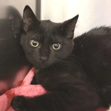 A baby small-sized male Black Domestic Short Hair cat named Duck for adoption in Marshall, VA