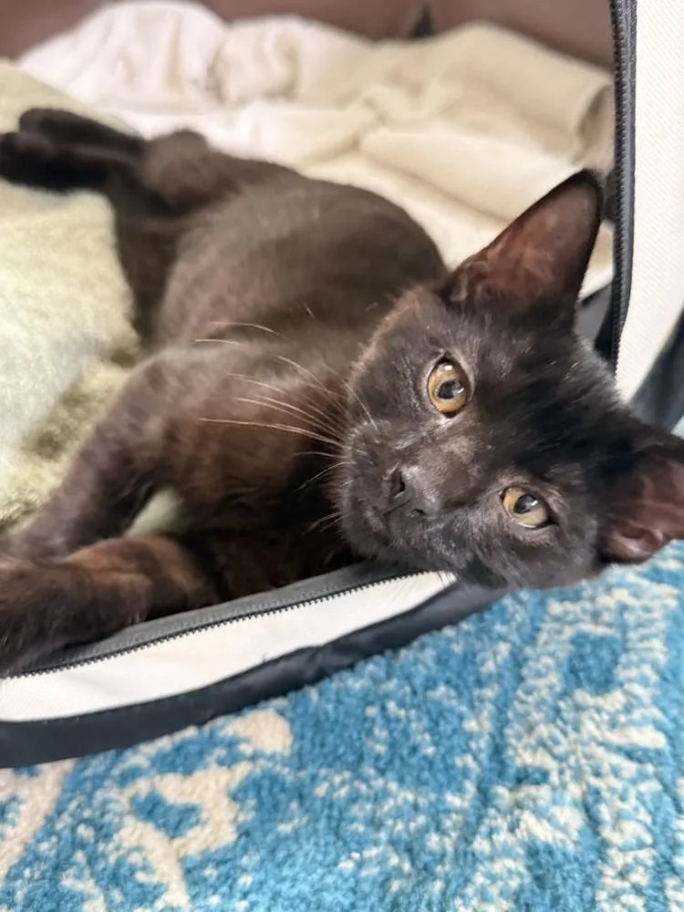 A baby medium-sized male Black & White / Tuxedo Domestic Short Hair cat named Reese for adoption in Milltown, NJ