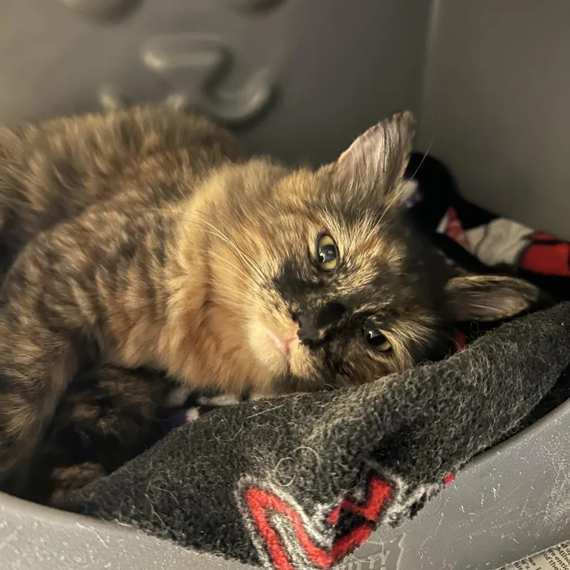 An adult medium-sized female Domestic Short Hair cat named Franky for adoption in Waukesha, WI