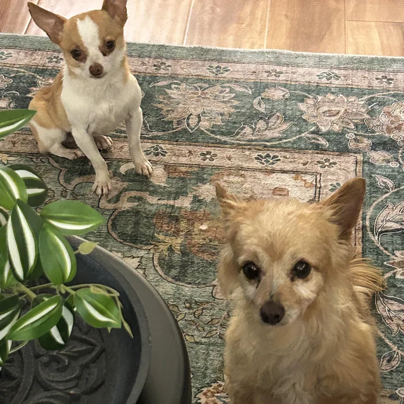 An adult small-sized male Brown / Chocolate Chihuahua dog named Jackson for adoption in Sarasota, FL