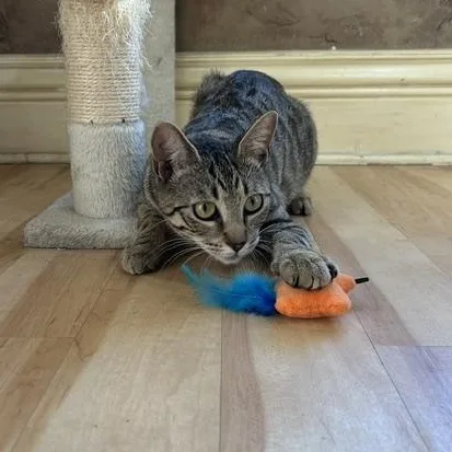 A young medium-sized female Tabby (Brown / Chocolate) Domestic Short Hair cat named Tiggy for adoption in East Brunswick, NJ
