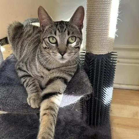 Tiggy thumbnail 3