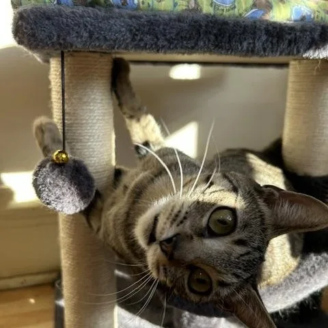 Tiggy thumbnail 4