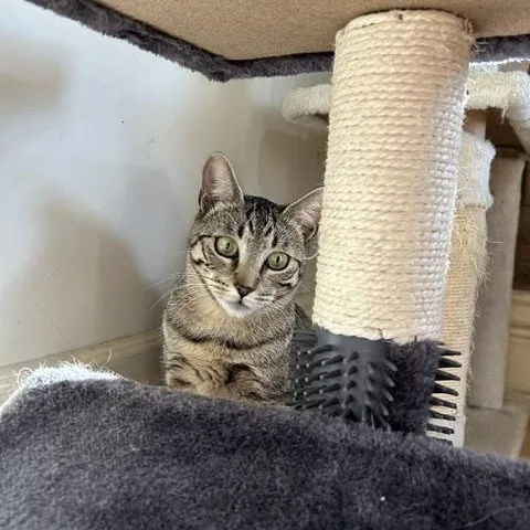 Tiggy thumbnail 5