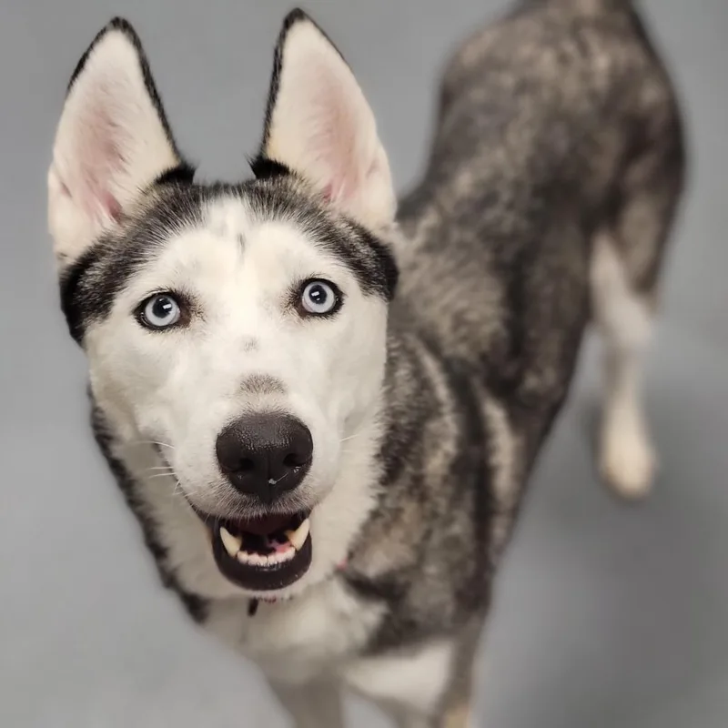 An adult medium-sized female Black Mixed Breed dog named Yuki for adoption in Sarasota, FL