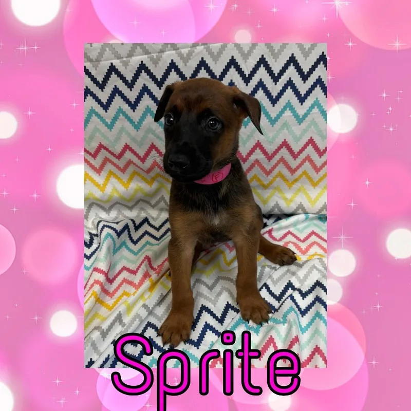 A baby large-sized female Brown / Chocolate Doberman Pinscher dog named Sprite for adoption in Royse City, TX