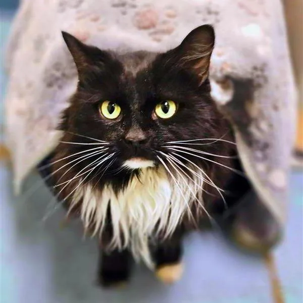 An adult large-sized female Black Domestic Long Hair cat named Lorelai for adoption in Woodinville, WA